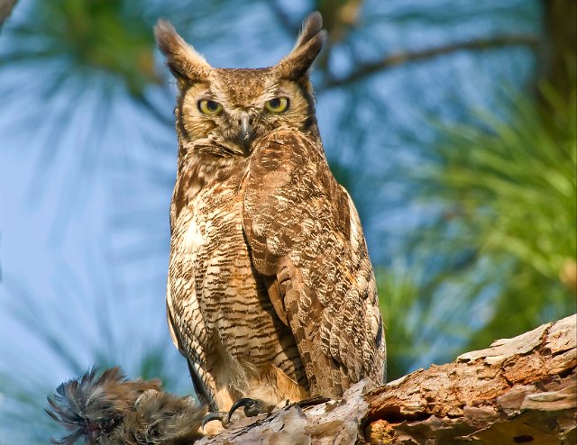 390_Great Horned Owl